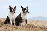 BOSTON TERRIER 419